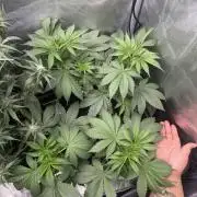 OG KUSH FEM SEEDSMAN Photo