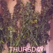 OG KUSH FEM SEEDSMAN Photo