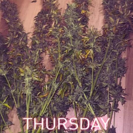 OG KUSH FEM SEEDSMAN Photo