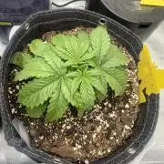 Lemon Cherry Cookies FB Auto