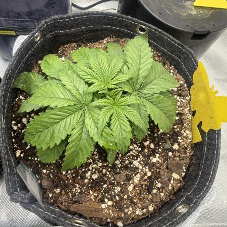 Lemon Cherry Cookies FB Auto