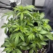 Papaya Cookie FB Auto