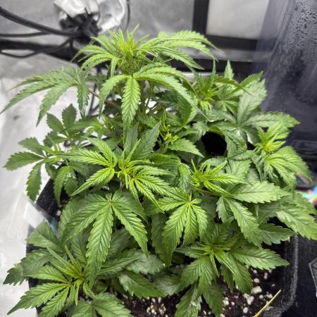 Papaya Cookie FB Auto