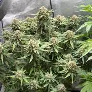 Lemon Cherry Cookies FB Auto