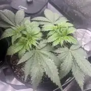 OG KUSH FEM SEEDSMAN Photo