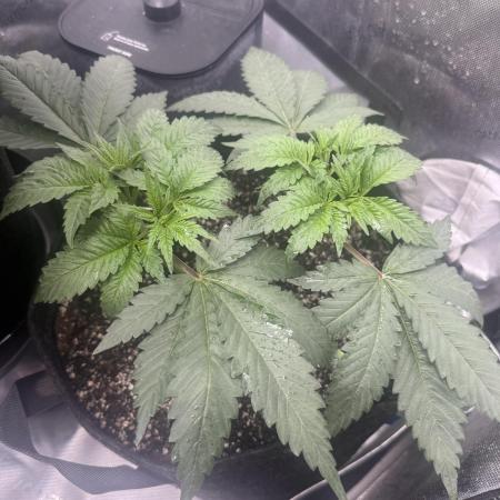 OG KUSH FEM SEEDSMAN Photo