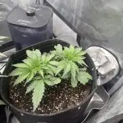 OG KUSH FEM SEEDSMAN Photo