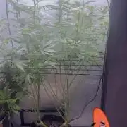 OG KUSH FEM SEEDSMAN Photo