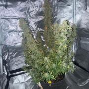 Papaya Cookie FB Auto
