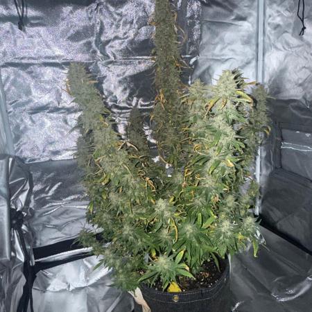 Papaya Cookie FB Auto