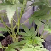 OG KUSH FEM SEEDSMAN Photo