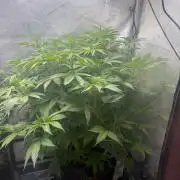 OG KUSH FEM SEEDSMAN Photo