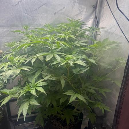 OG KUSH FEM SEEDSMAN Photo