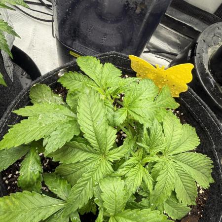 Lemon Cherry Cookies FB Auto