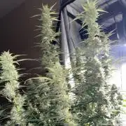 Papaya Cookie FB Auto