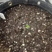 GMO AUTO