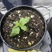 OG KUSH FEM SEEDSMAN