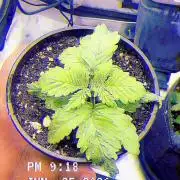 OG KUSH FEM SEEDSMAN