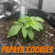 Lemon cherry cookies & papaya cookies Fb