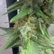 OG KUSH FEM SEEDSMAN Photo