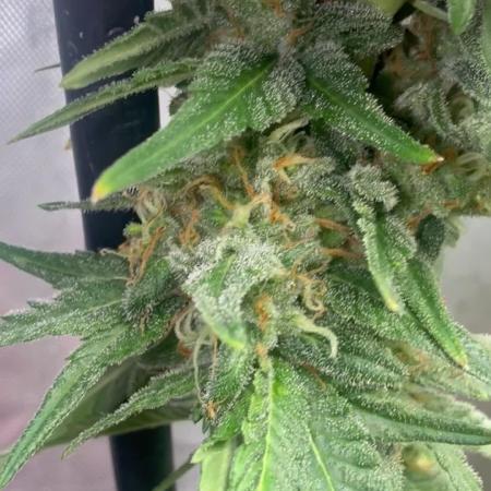OG KUSH FEM SEEDSMAN Photo