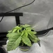 OG KUSH FEM SEEDSMAN Photo
