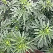 OG KUSH FEM SEEDSMAN Photo