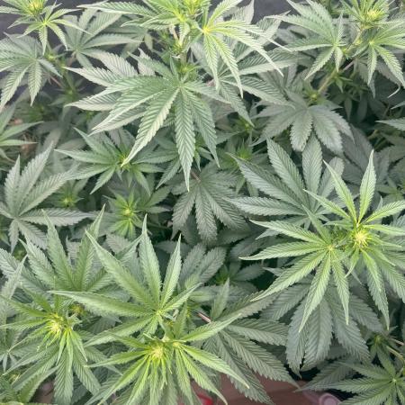 OG KUSH FEM SEEDSMAN Photo
