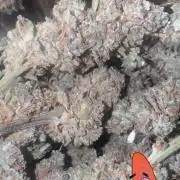 Papaya Cookie FB Auto