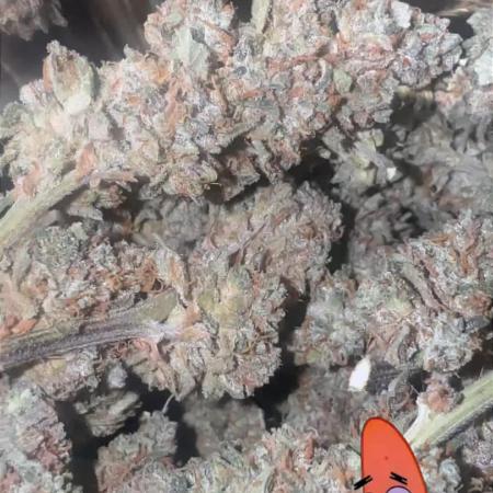Papaya Cookie FB Auto