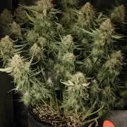 Lemon Cherry Cookies FB Auto