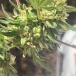 Outdoor Grow