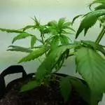 Northern Lights Auto
