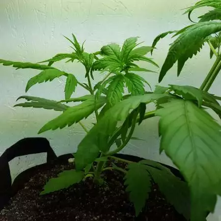 Northern Lights Auto