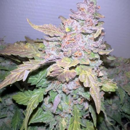 Toffee Pudding Auto - Anesia Seeds