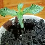girl scout cookie hardiness experiment 