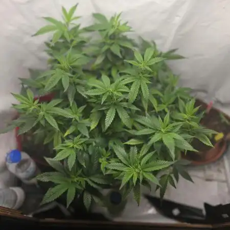 Micro grow