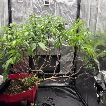 Micro grow