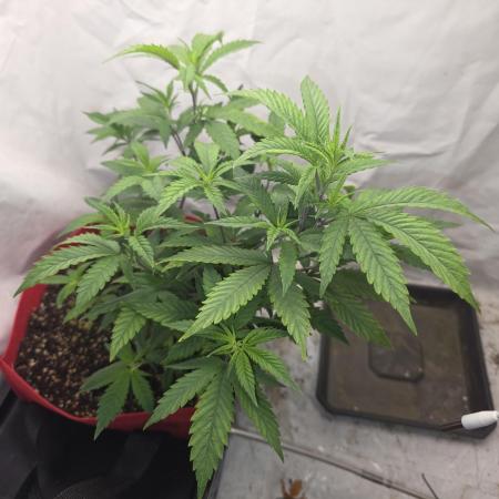 Micro grow