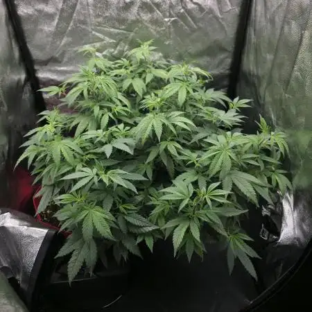 Micro grow