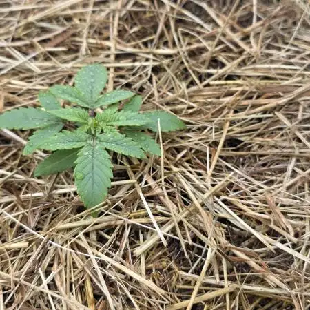 Farmer.life#ricfazeresévida
