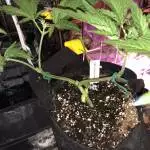 TONINO-CB Dutch Treat