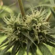 Jack Herer F2-Generation