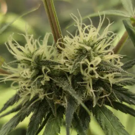 Jack Herer F2-Generation