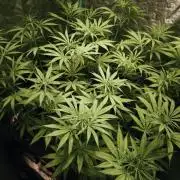 Jack Herer F2-Generation