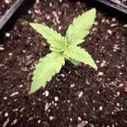 G13 Haze