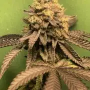 Cereal Milk (Clone)