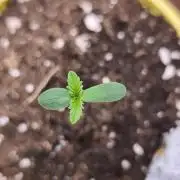 Dutch Passion Growing Competition 2026