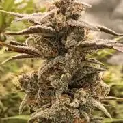 Autoflower-Exploration Breeding Grounds