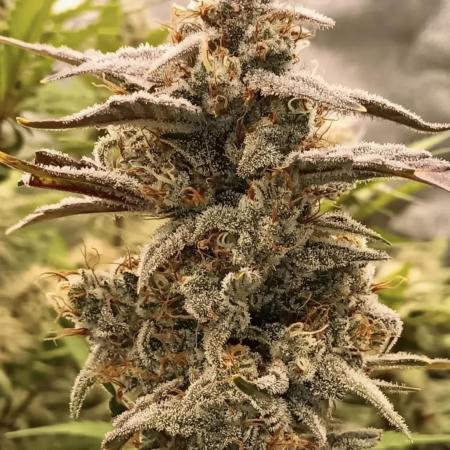 Autoflower-Exploration Breeding Grounds
